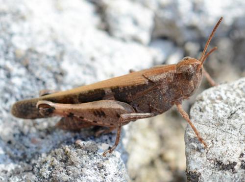 Réf. 241 632 : Aiolopus strepens